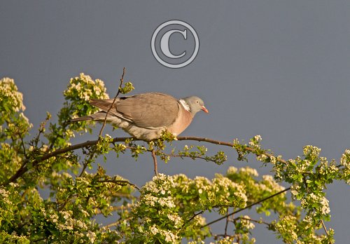 Wood Pigeon DM1836